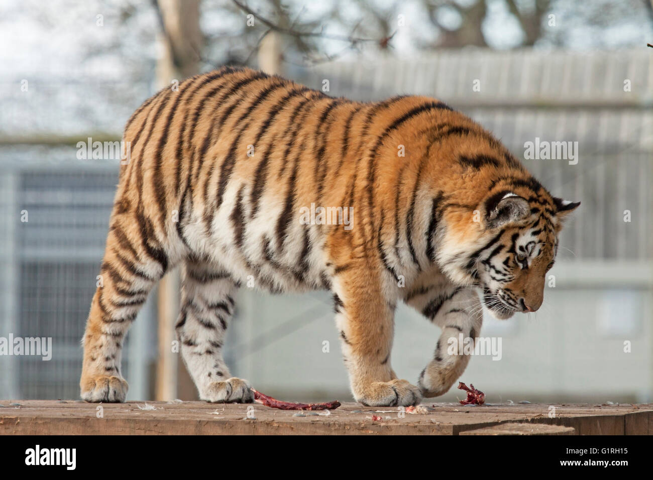 Giovane tigre di Amur a Yorkshire Wildlife Park, Yorkshire Foto Stock