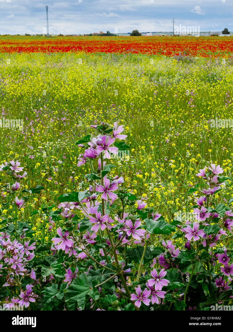 Campo di papaveri e fiori in primavera Foto Stock