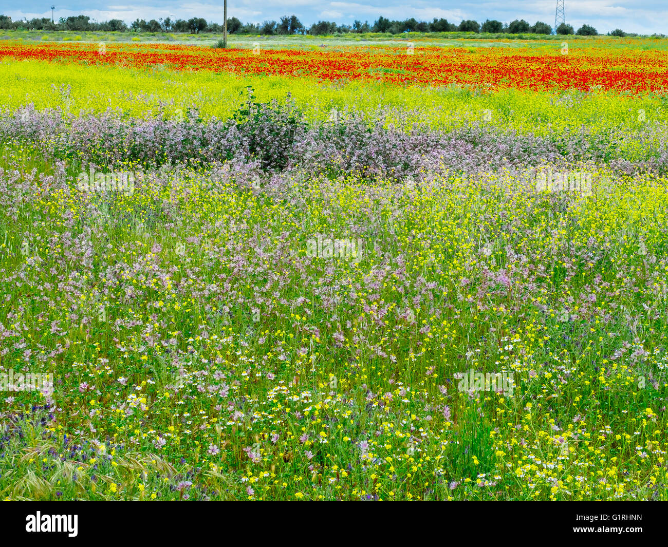 Campo di papaveri e fiori in primavera Foto Stock