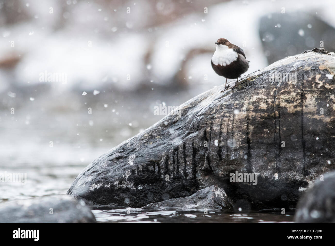 Bianco-throated bilanciere (Cinclus cinclus) Foto Stock