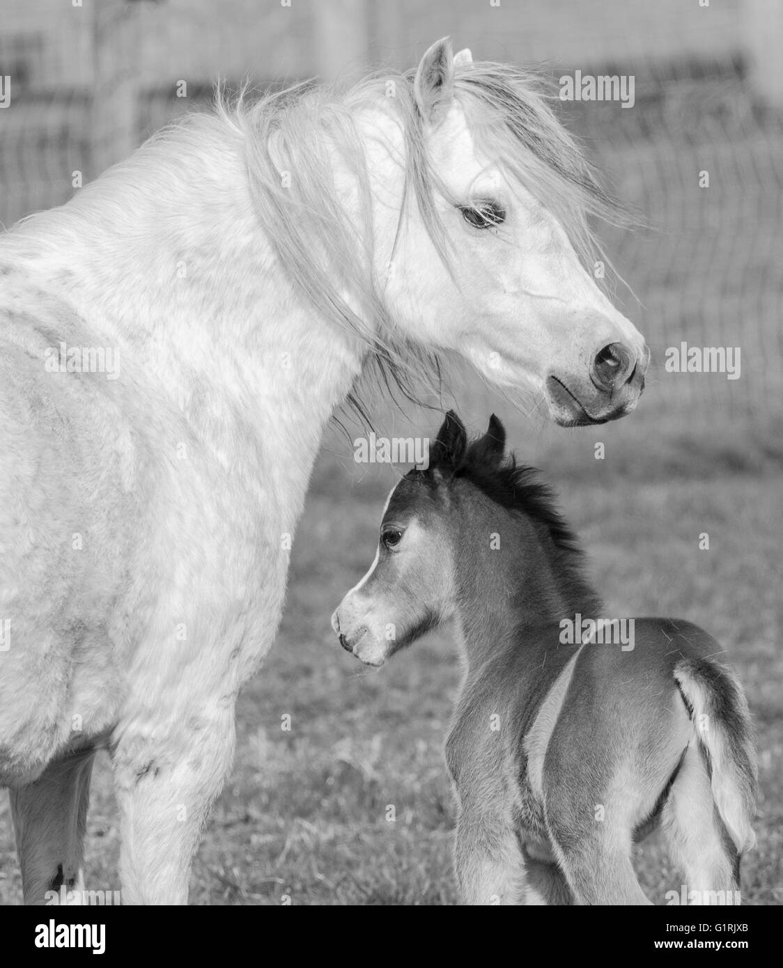 Cavallo e puledro in mono Foto Stock