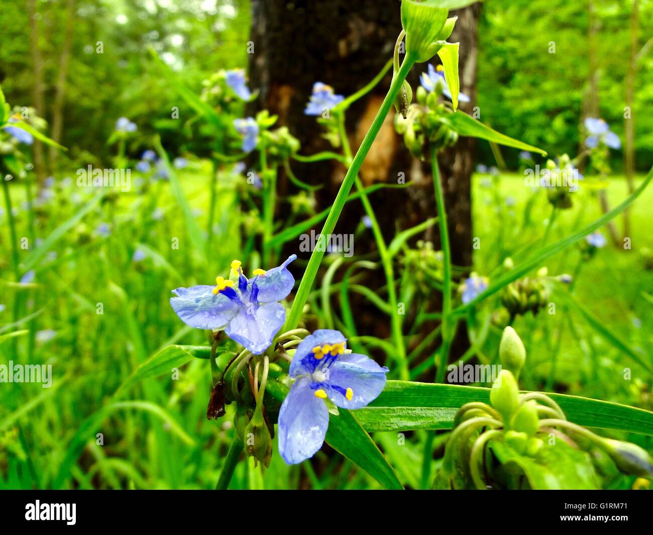 Piccoli fiori blu in un prato Foto Stock