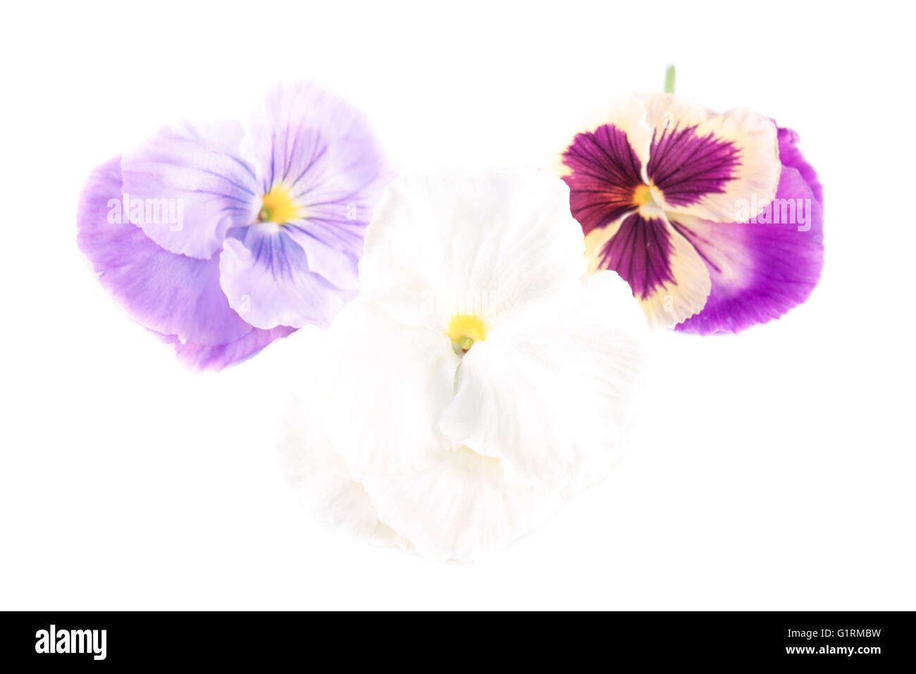 Albero di diversi tipi di Viola odorata fiori Foto Stock
