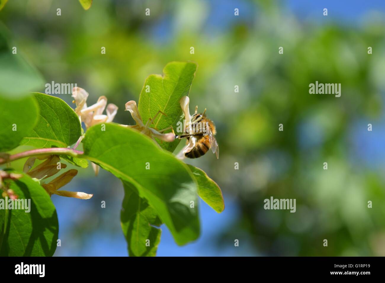 Un miele delle api visitando un fiore. Foto Stock