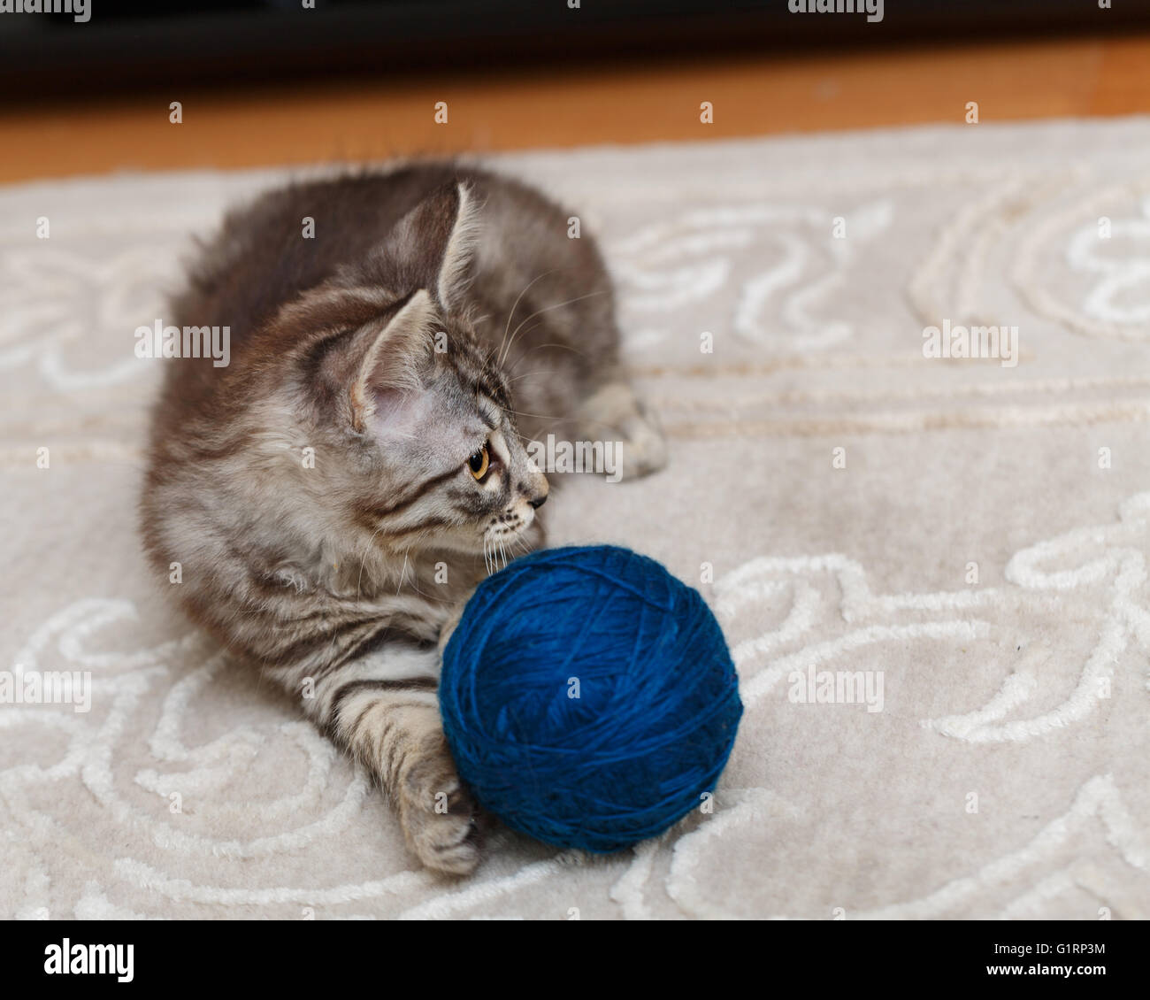 Curili Bobtail cat e una sfera di filato. Thoroughbred cat. Carino e divertente gattino. Il Pet. Foto Stock