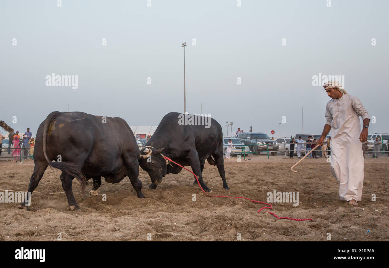 I tori di combattimenti in Fujeirah, UAE, un uomo in abiti tradizionali è giudicare la lotta Foto Stock