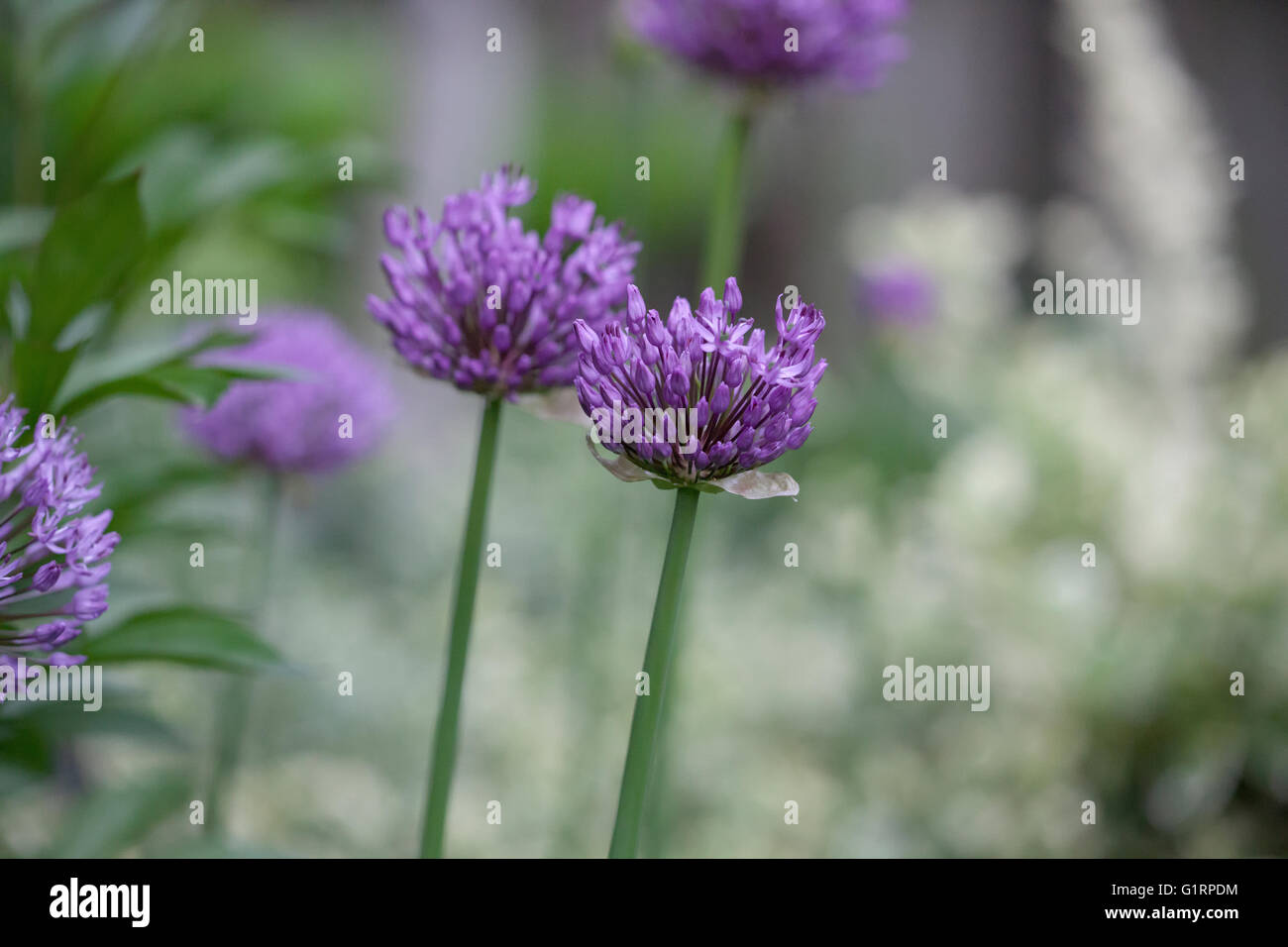 Allium Capi di fiori viola in giardino Foto Stock