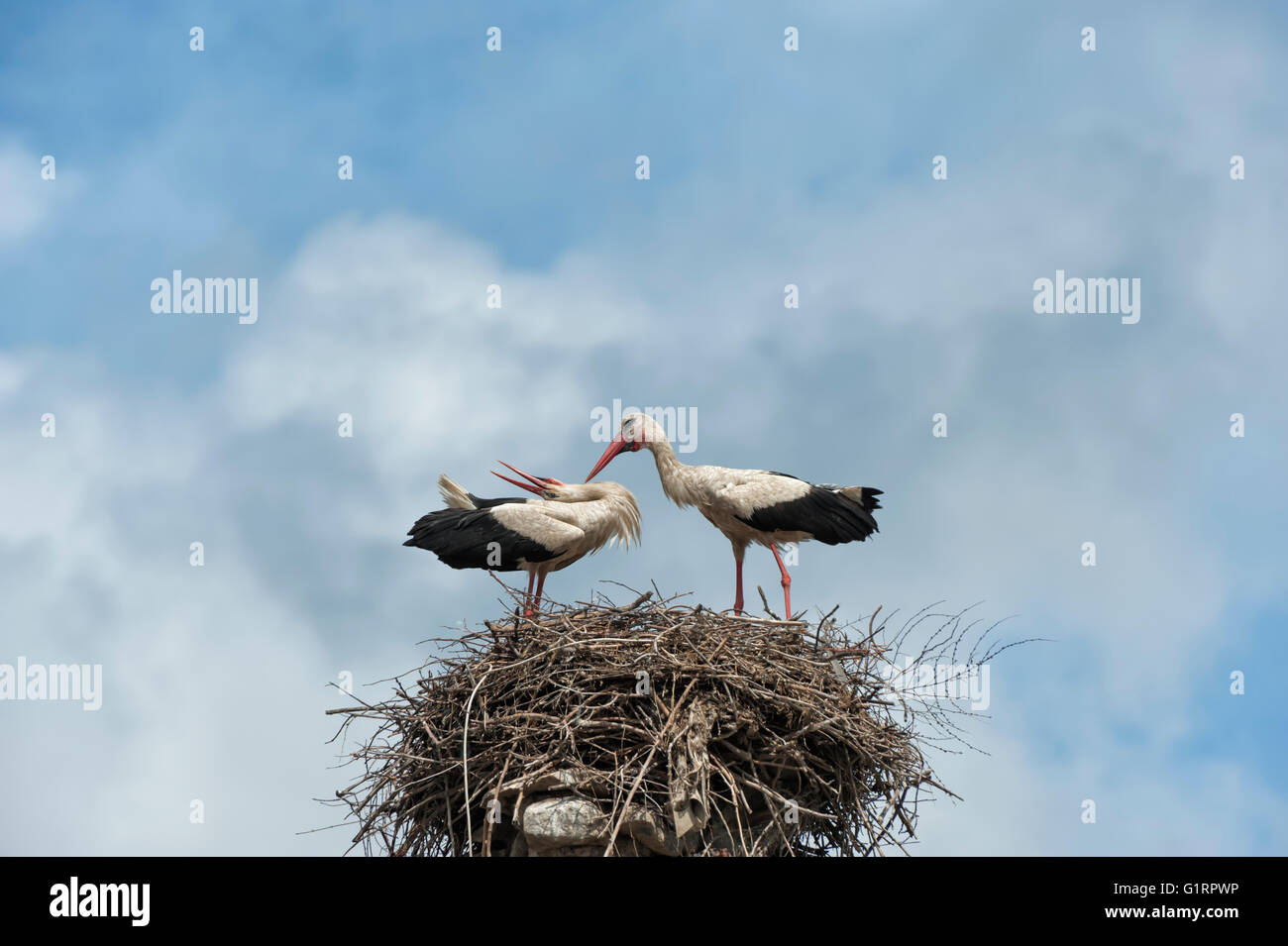 Coppia di cicogna bianca (Ciconia ciconia) sul nido, Izmir provincia, regione del Mar Egeo, Turchia Foto Stock