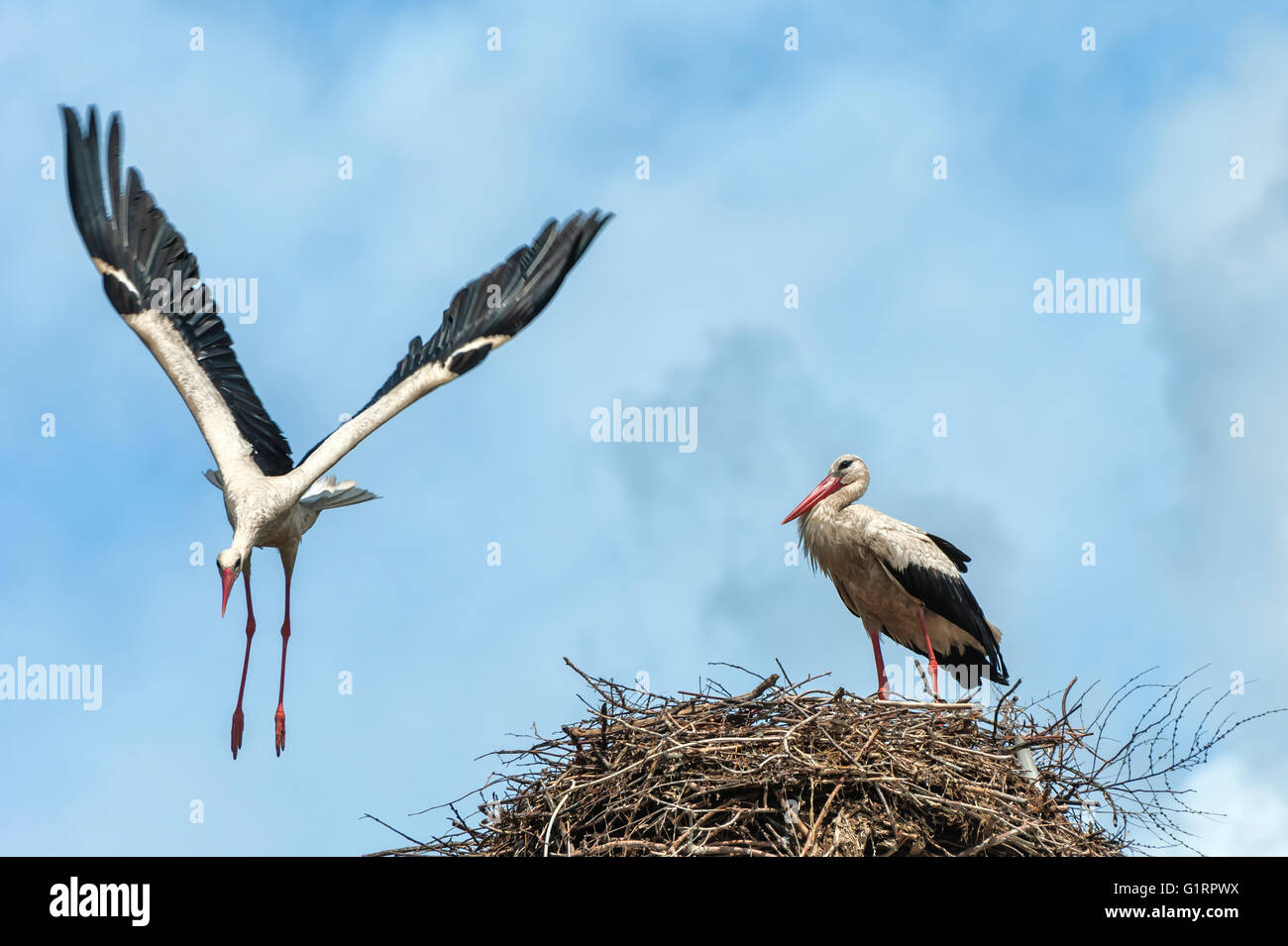 Coppia di cicogna bianca (Ciconia ciconia) sul nido, uno in volo, Izmir provincia, regione del Mar Egeo, Turchia Foto Stock