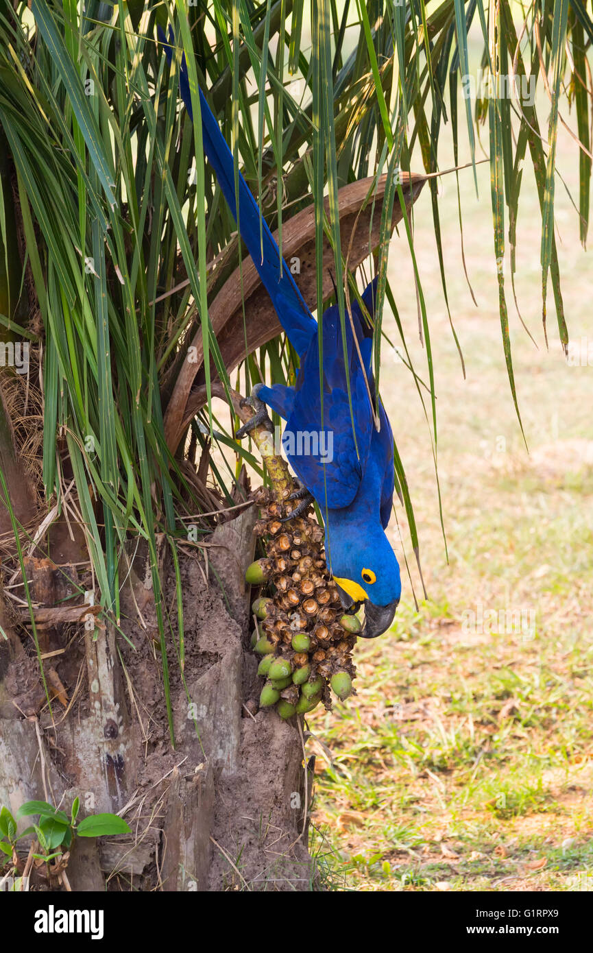 Ara Giacinto (Anodorhynchus hyacinthinus) mangiare i dadi, Pantanal, Mato Grosso, Brasile Foto Stock