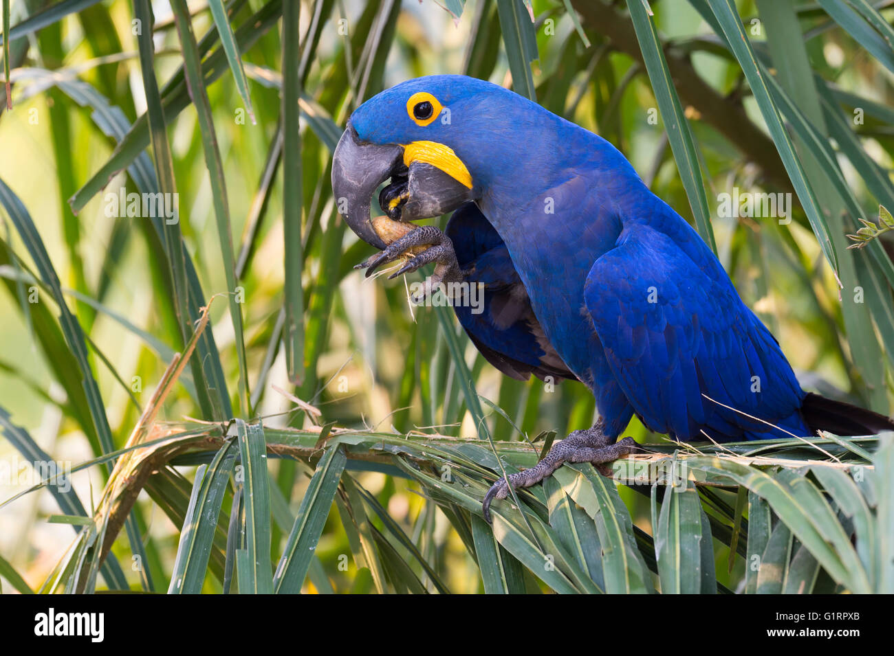 Ara Giacinto (Anodorhynchus hyacinthinus) mangiare i dadi, Pantanal, Mato Grosso, Brasile Foto Stock
