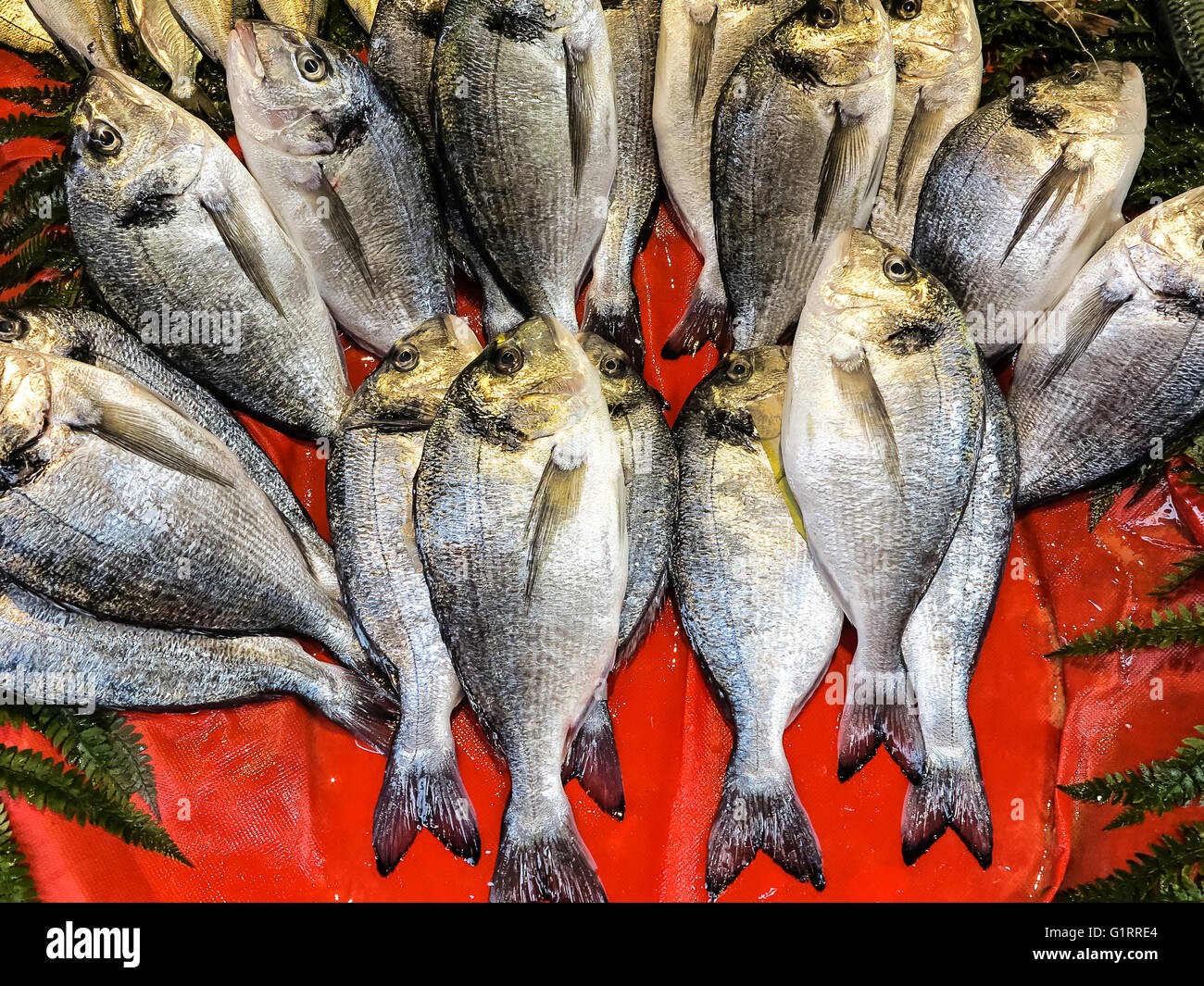 Crudo fresco - pesce dorato orate di testa Foto Stock