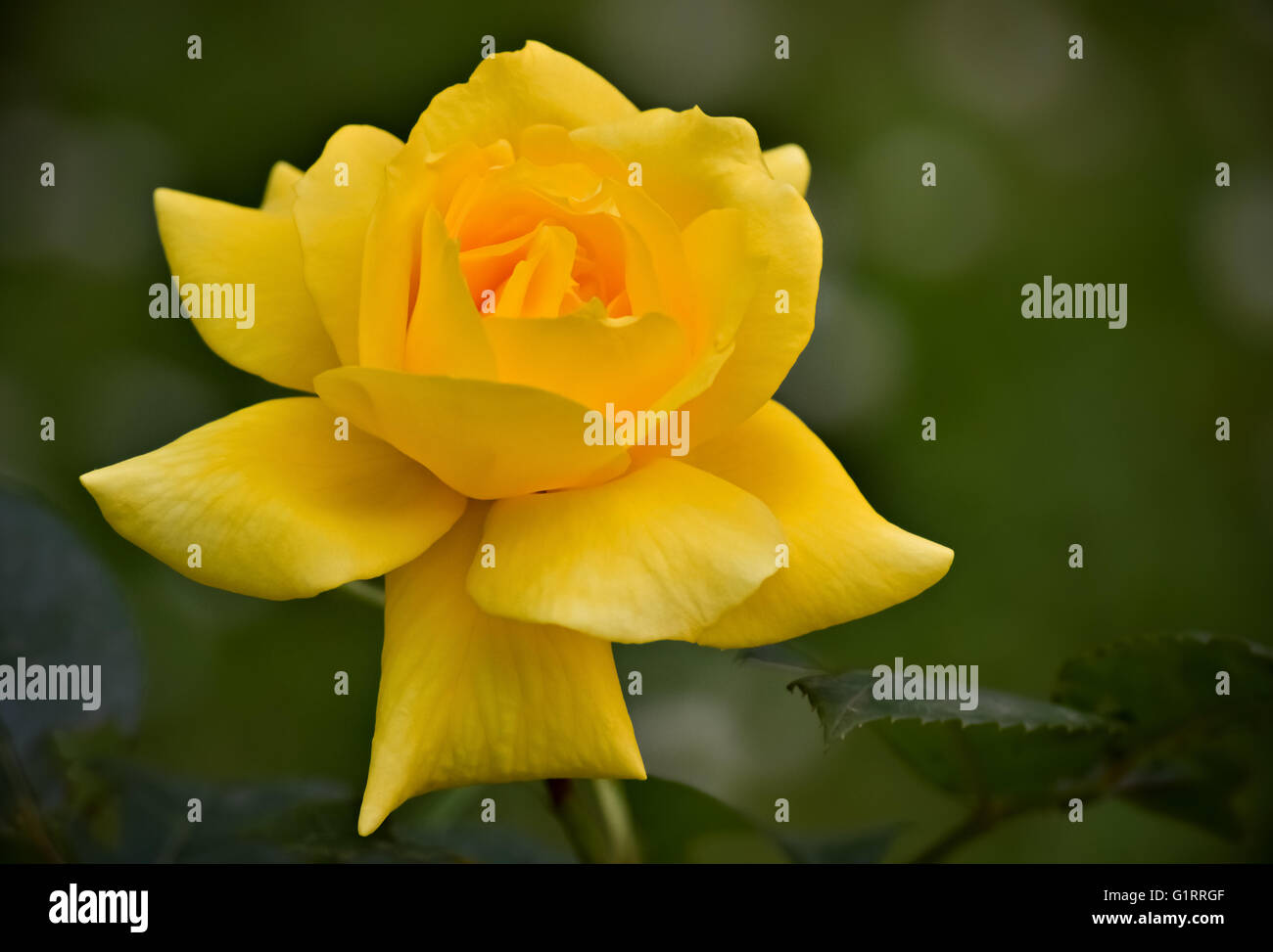 Primo piano di un bel rosa gialla durante la primavera Foto Stock