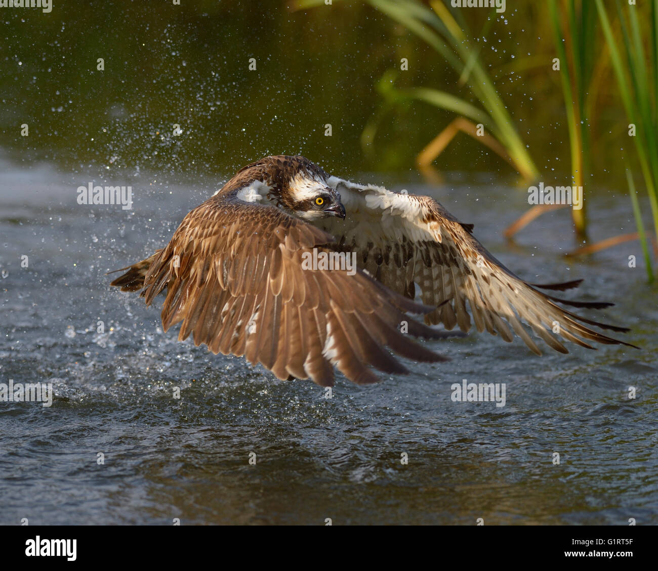 Falco pescatore (Pandion haliaetus), inizia dal lago di acqua, Tampere, Finlandia occidentale, Finlandia Foto Stock