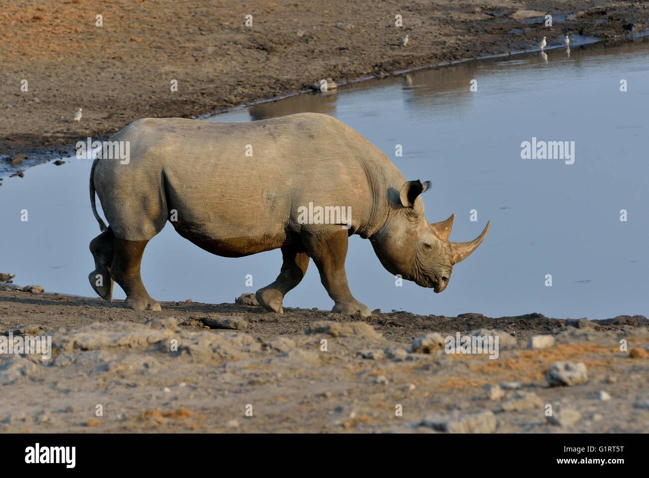 Gancio a labbro o rinoceronte rinoceronte nero (Diceros simum) a waterhole Chudop, il Parco Nazionale di Etosha, Namibia Foto Stock