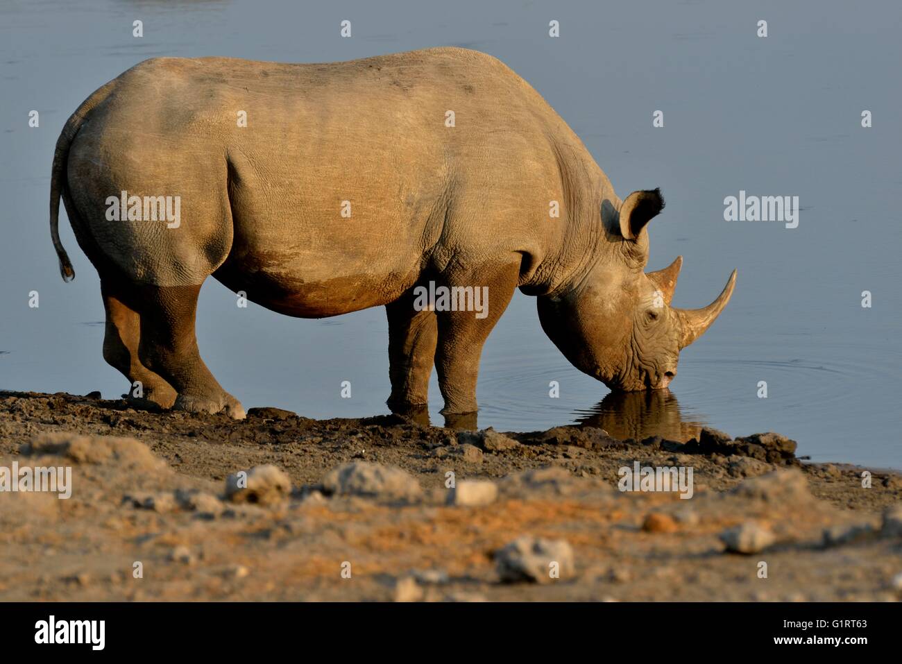 Gancio a labbro o rinoceronte rinoceronte nero (Diceros simum) bevendo al waterhole Chudop, il Parco Nazionale di Etosha, Namibia Foto Stock