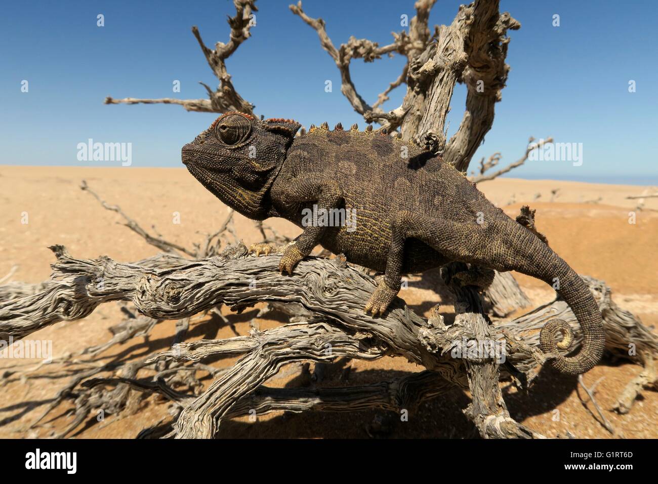 Namaqua Chameleon (Chamaeleo namaquensis), Namib Desert in Swakopmund, Namibia Foto Stock