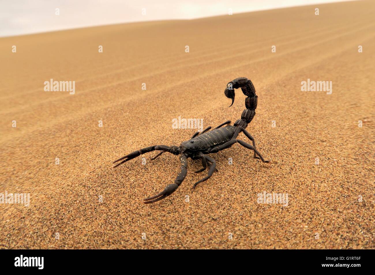 Scorpione nero (Parabuthus villosus) in esecuzione su sabbia, Namib Desert in Swakopmund, Namibia Foto Stock