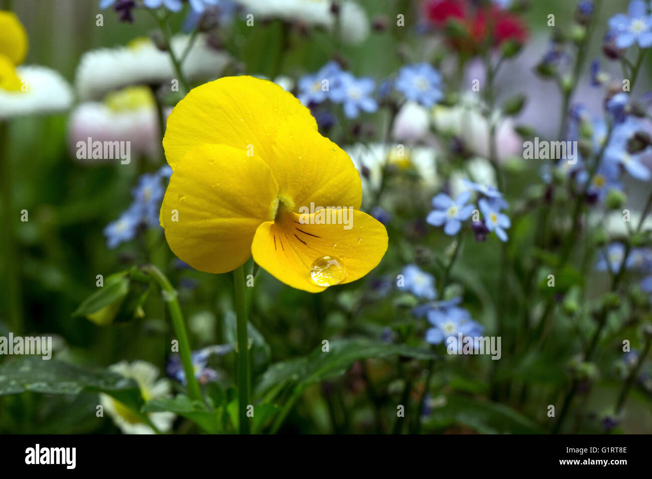 Giallo viola cornuta (viola), tufted pansy con goccioline di acqua, Germania Foto Stock
