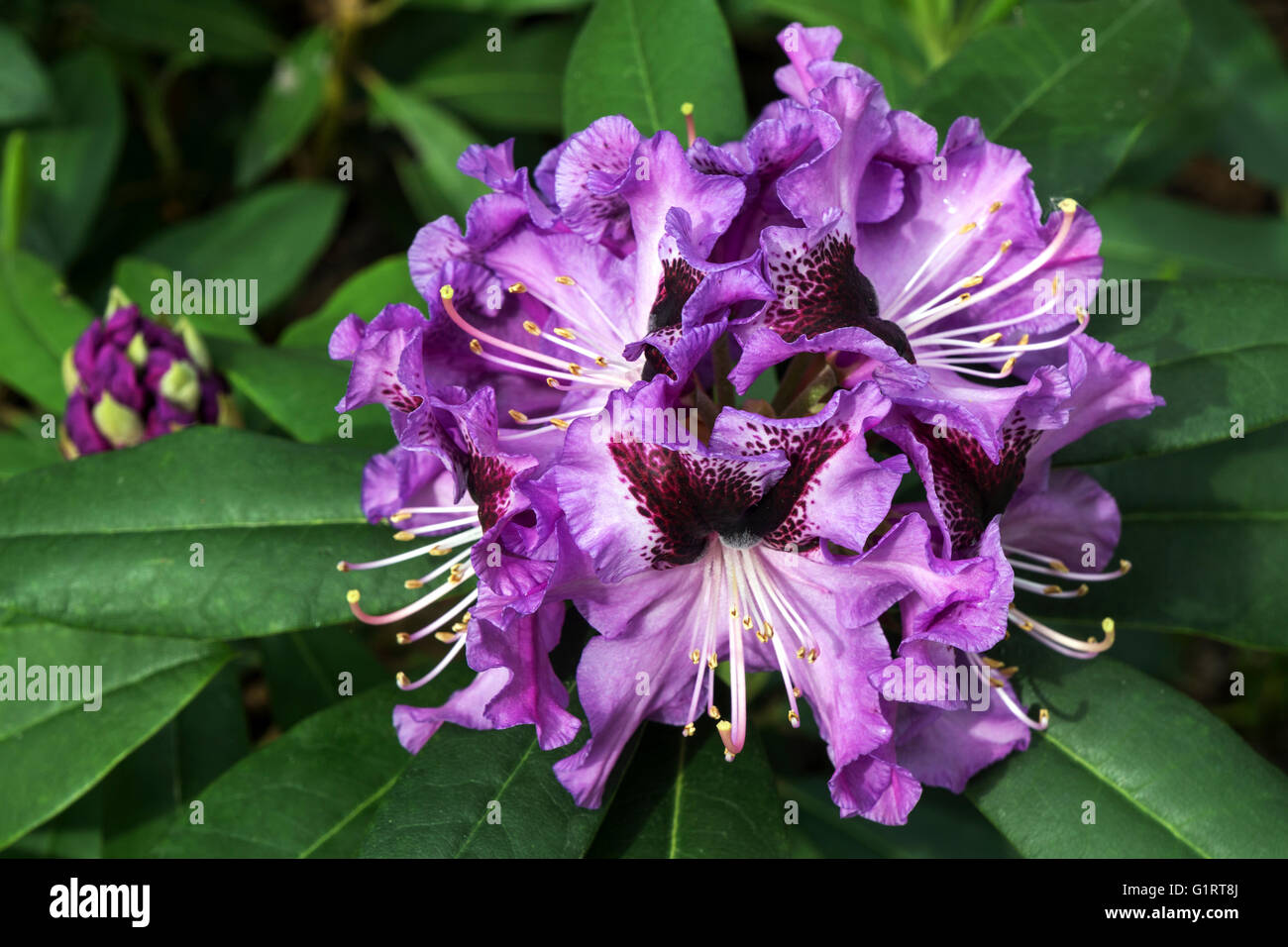 Rhododendron (Rhododendron), viola blossom, Baden-Württemberg, Germania Foto Stock