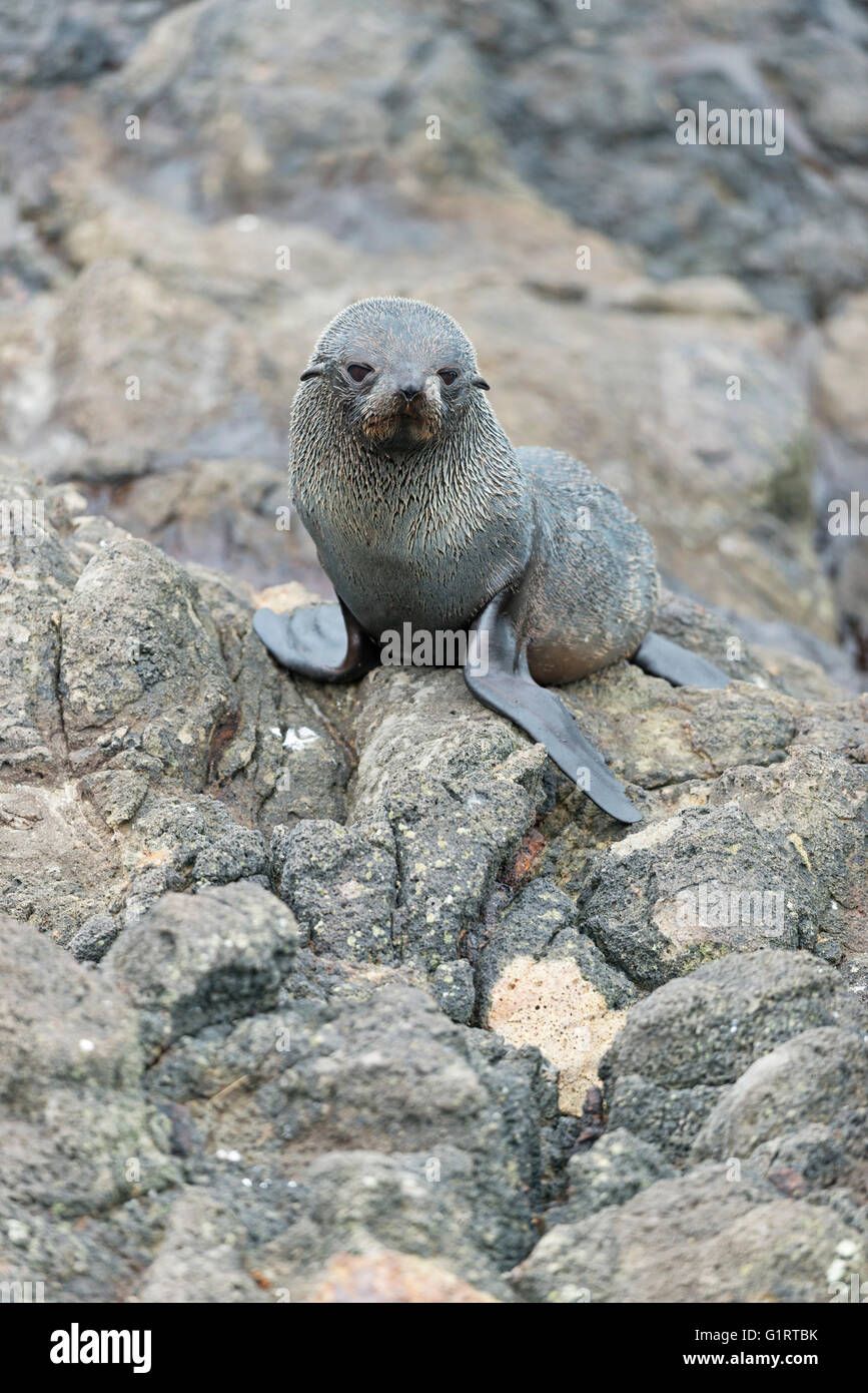 Sud della pelliccia sigillo (arctocephalus forsteri) su una roccia, PUP, penisola di Otago, dunedin, Isola del Sud, otago, Nuova Zelanda Foto Stock