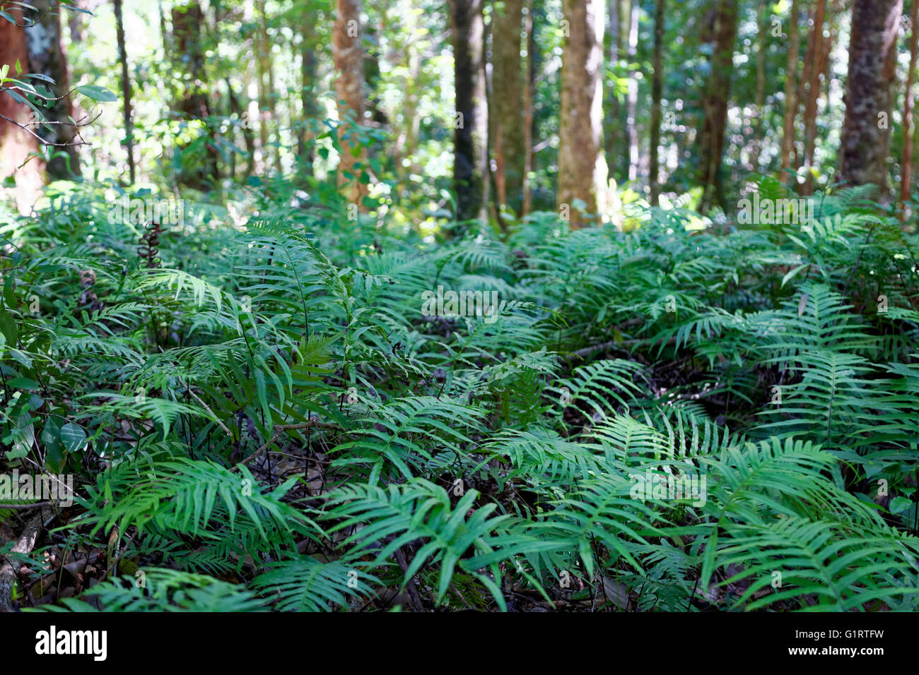 Mangrove Fern (Acrostichum speciosum), nel sottobosco di foresta pluviale tropicale, l'Isola di Fraser, Great Sandy National Park Foto Stock