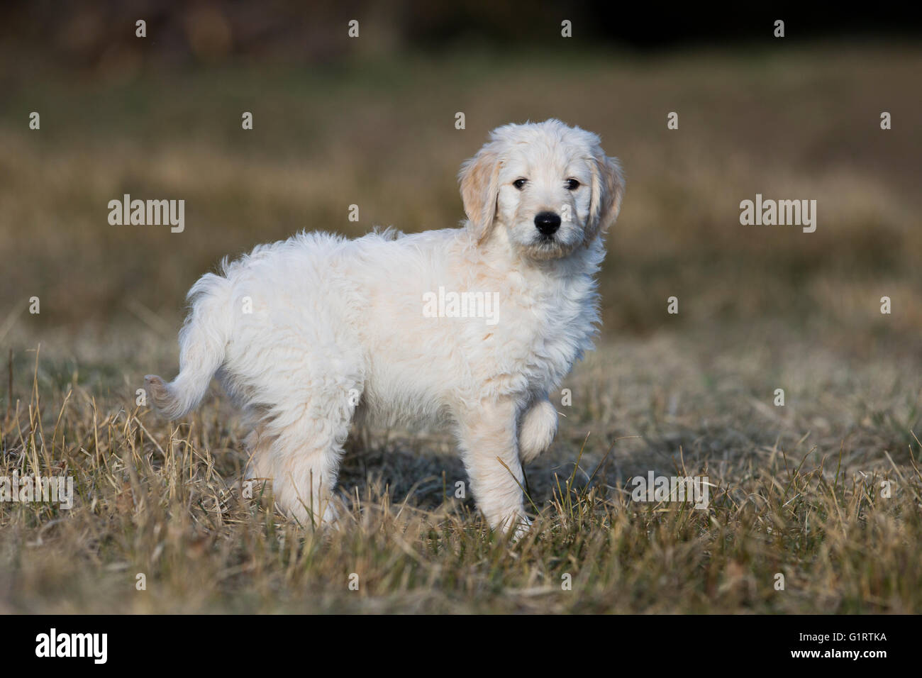 Goldendoodle sul prato, cucciolo di cane, incroci, Tirolo, Austria Foto Stock