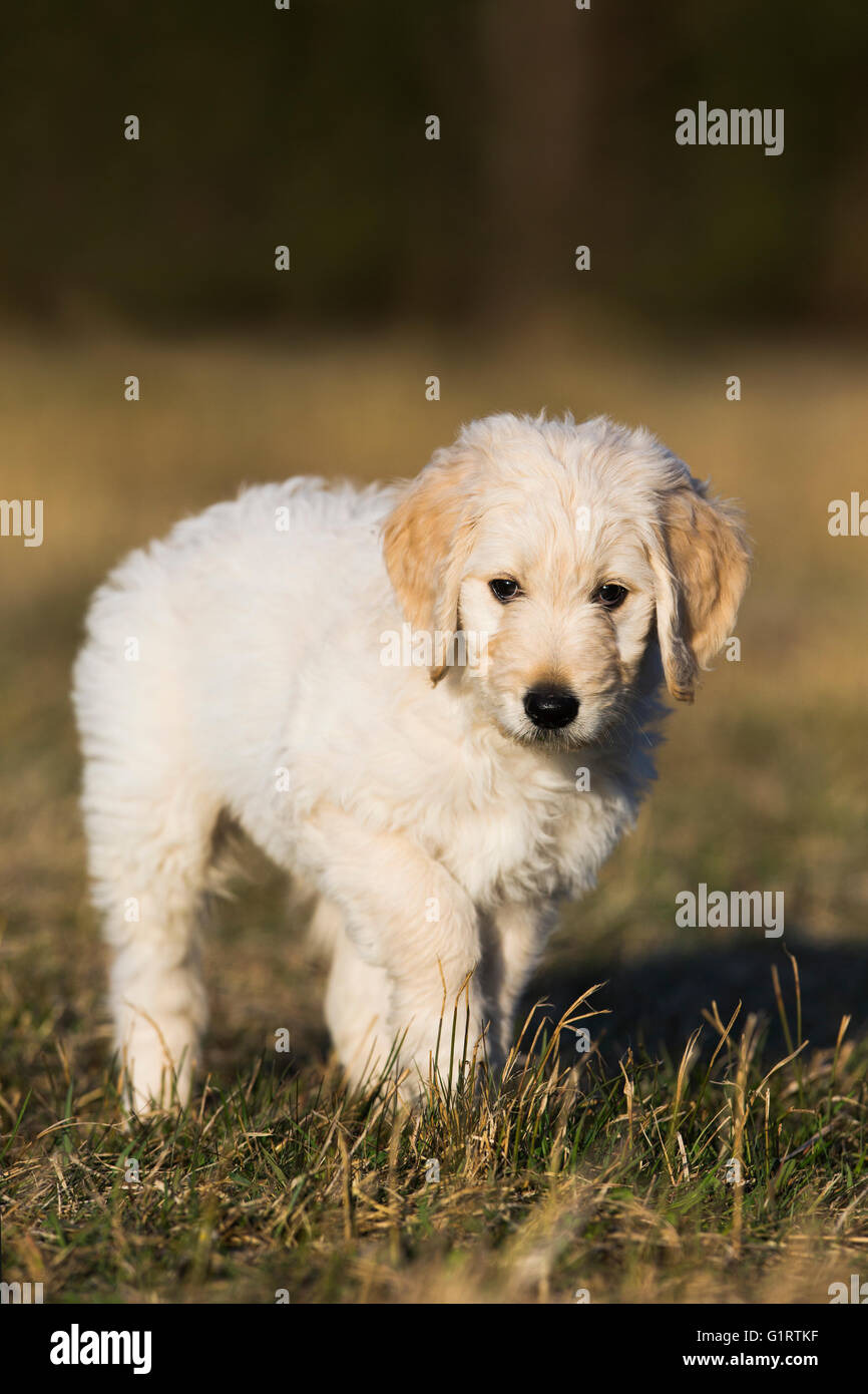 Goldendoodle nel prato, cucciolo di cane, incroci, Tirolo, Austria Foto Stock