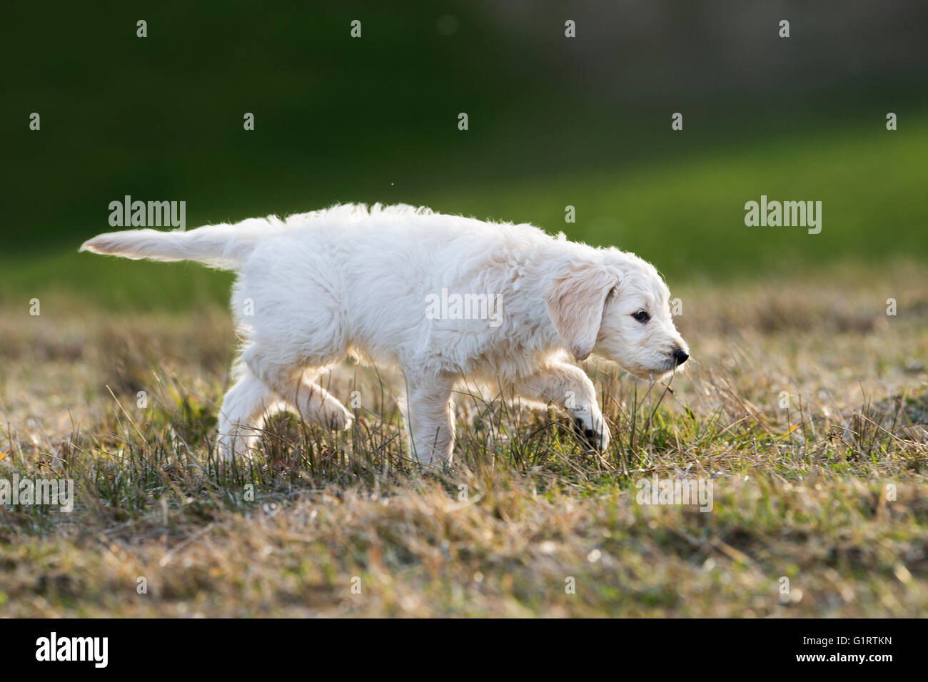 Goldendoodle in esecuzione in prato, cucciolo di cane, incroci, Tirolo, Austria Foto Stock