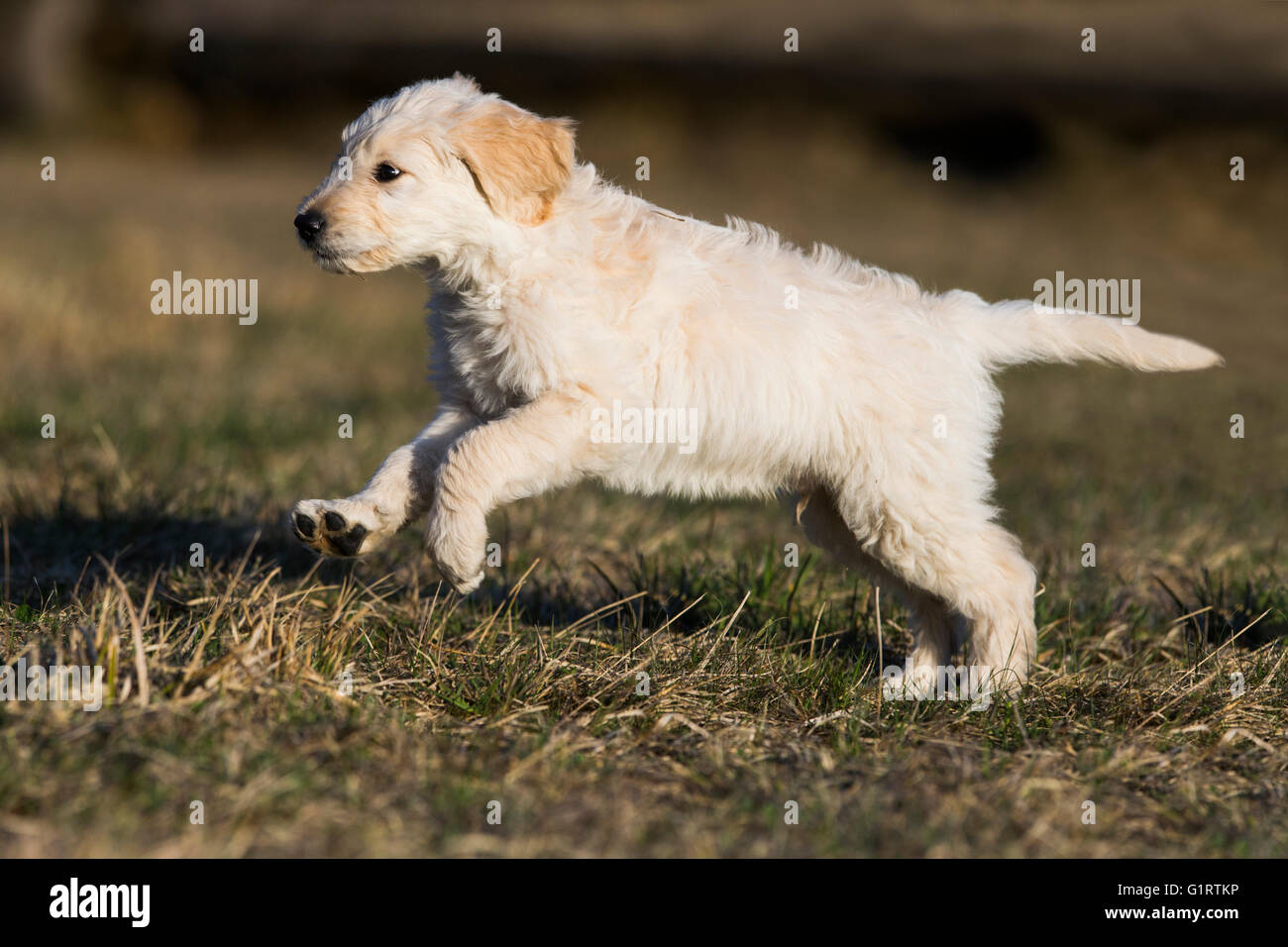 Goldendoodle in esecuzione in prato, cucciolo di cane, incroci, Tirolo, Austria Foto Stock