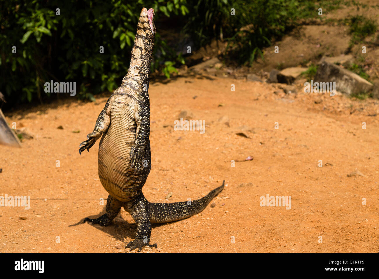 Monitor di Bengala o comuni indiana Monitor (Varanus bengalensis) in piedi, Sri Lanka Foto Stock