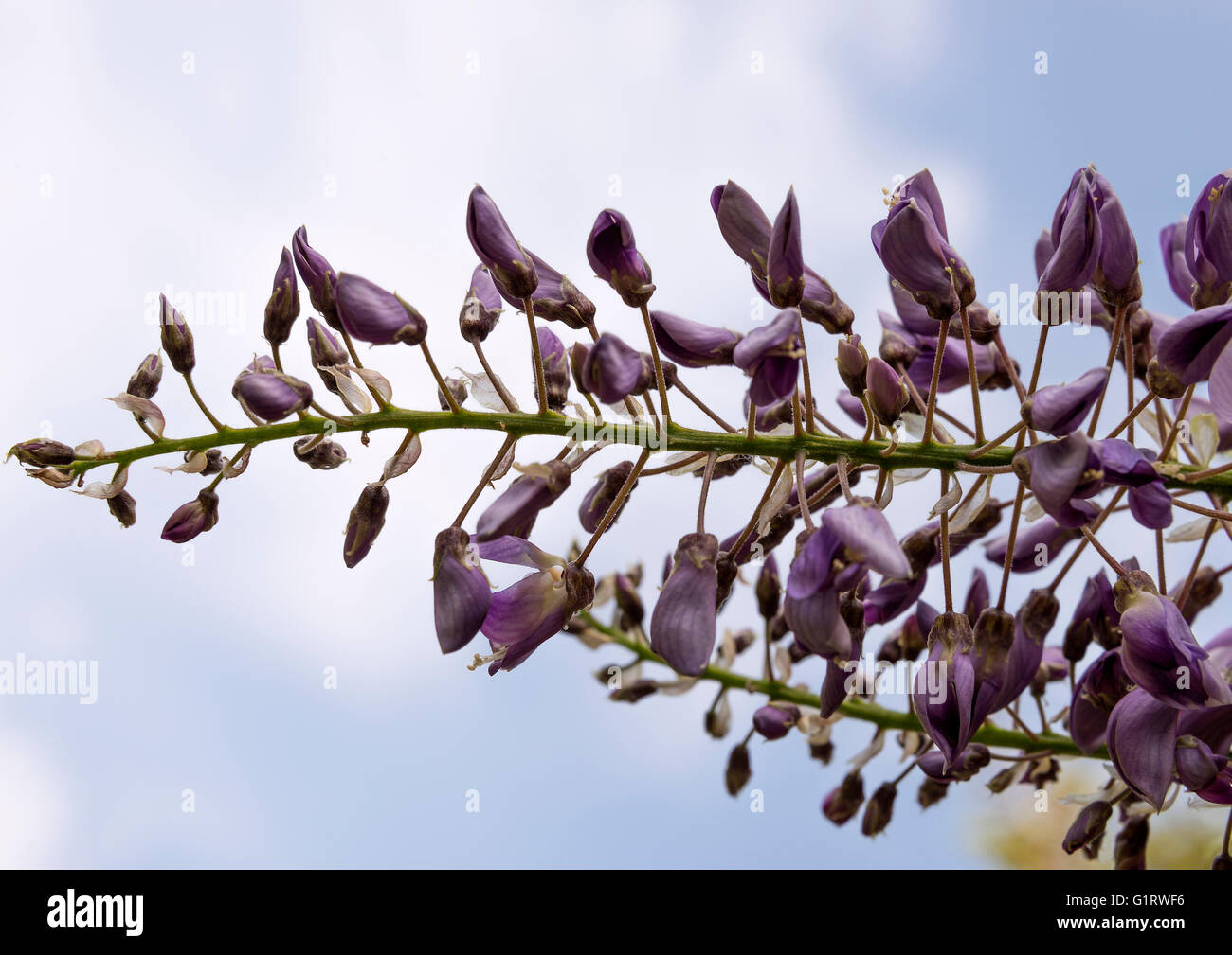 Blu e bianco fiore di Wisteria sinensis in un giardino di Cheshire Alsager England Regno Unito Regno Unito Foto Stock