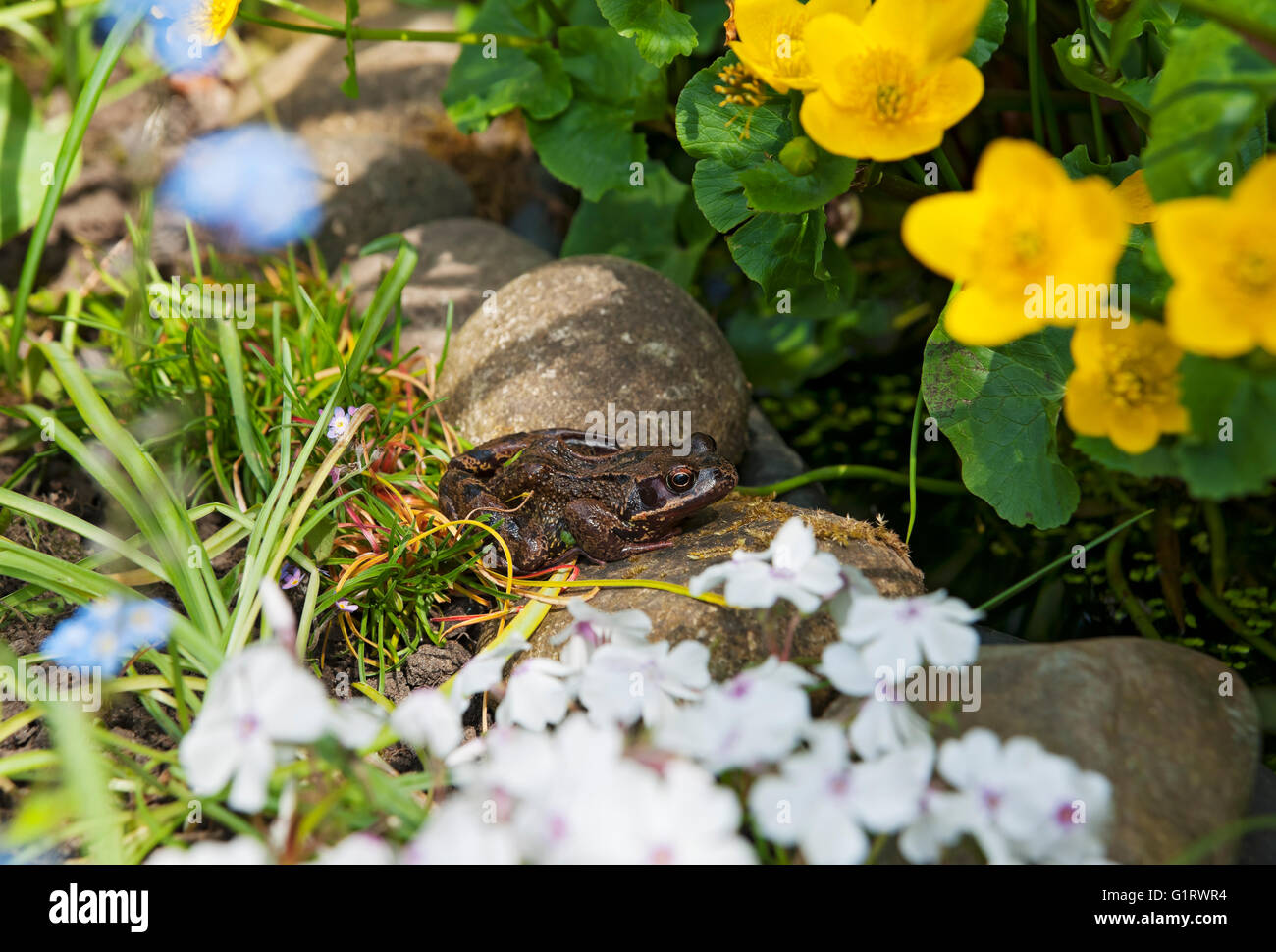Primo piano di rana comune seduta sul bordo di un giardino fauna selvatica stagno Inghilterra Regno Unito GB Gran Bretagna Foto Stock