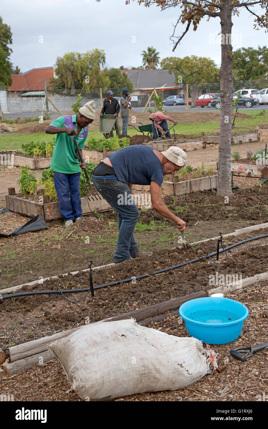 SOMERSET WEST WESTERN CAPE SUD AFRICA i volontari che operano in una comunità giardino che produce verdure e insalate produrre Foto Stock