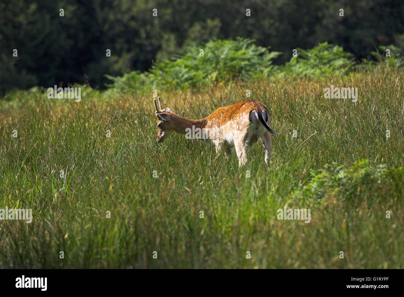 Daino Dama Dama young buck cervi Bolderwood Santuario New Forest National Park Hampshire Inghilterra Foto Stock