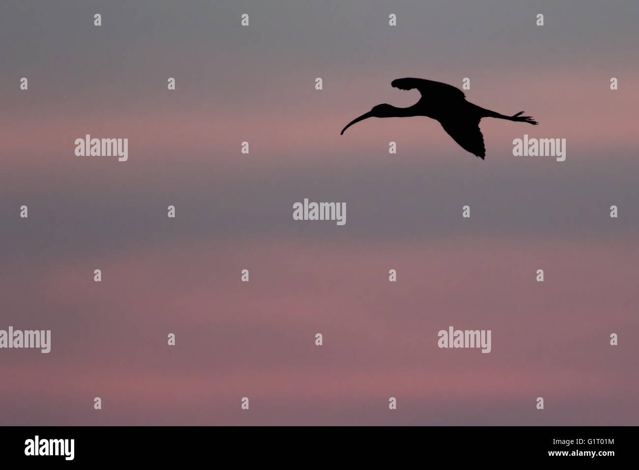 Wild ibis lucido (Plegadis falcinellus) a Montrose bacino, Angus, Scozia. Raro uccello del Regno Unito. Preso in silhouette al tramonto. Foto Stock