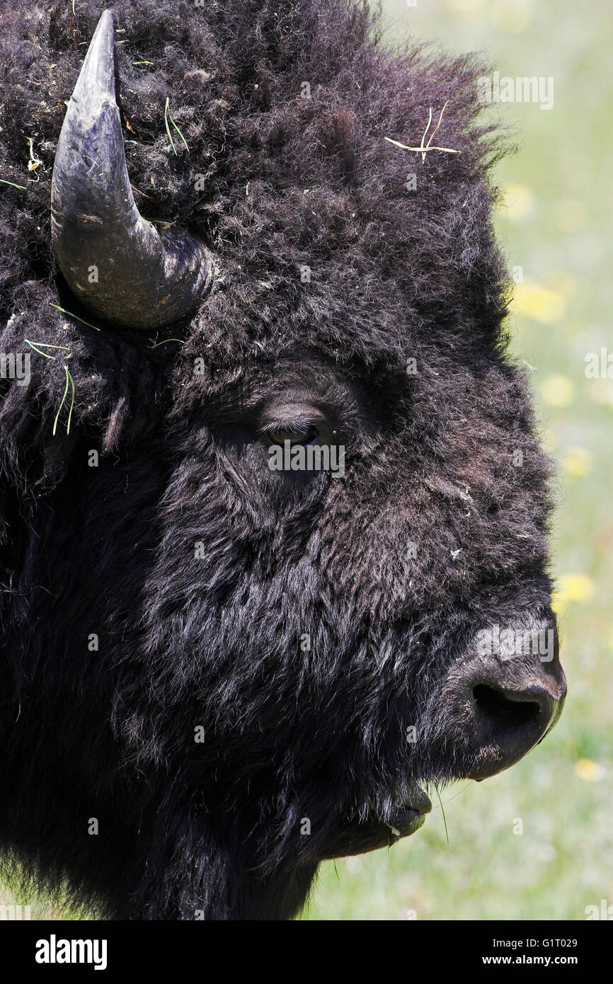 American bison bison bison maschio il Parco Nazionale di Yellowstone Wyoming USA Foto Stock