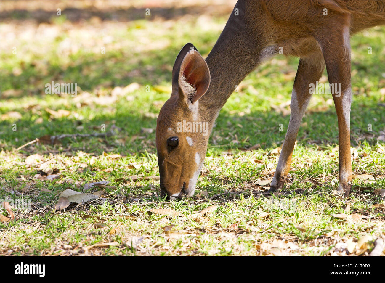 Bushbuck Tragelaphus scriptus pascolo Parco Nazionale Kruger Sud Africa Foto Stock
