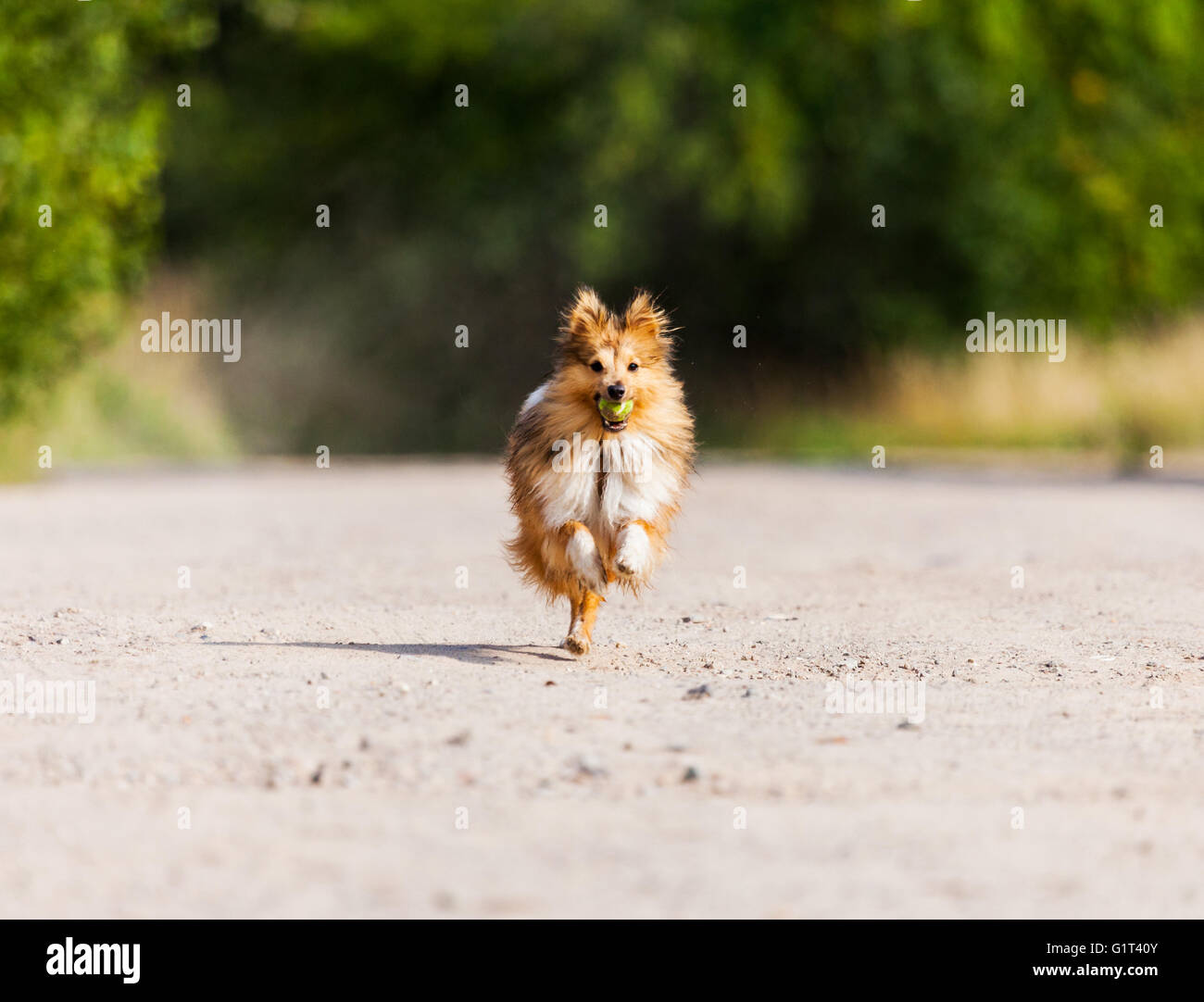 Esecuzione di shetland sheepdog con sfera in bocca Foto Stock