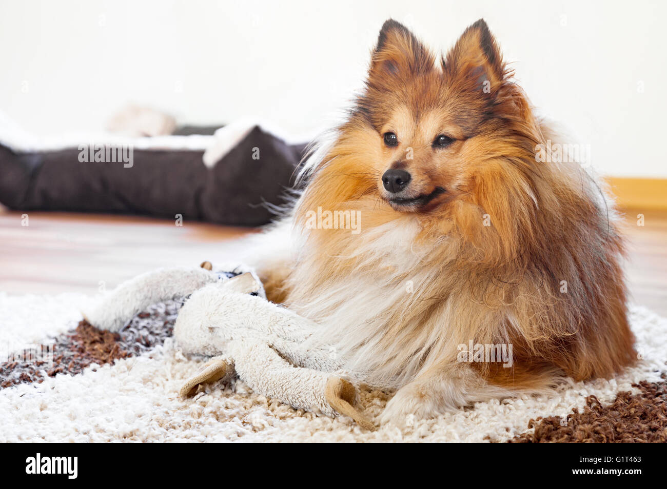 Sheepdog shetland con il cane giocattolo Foto Stock