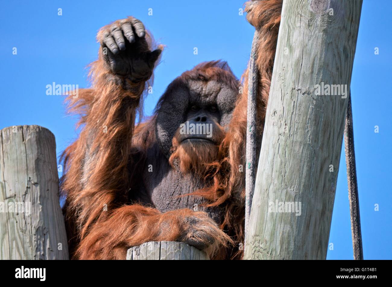 Orangutan Foto Stock