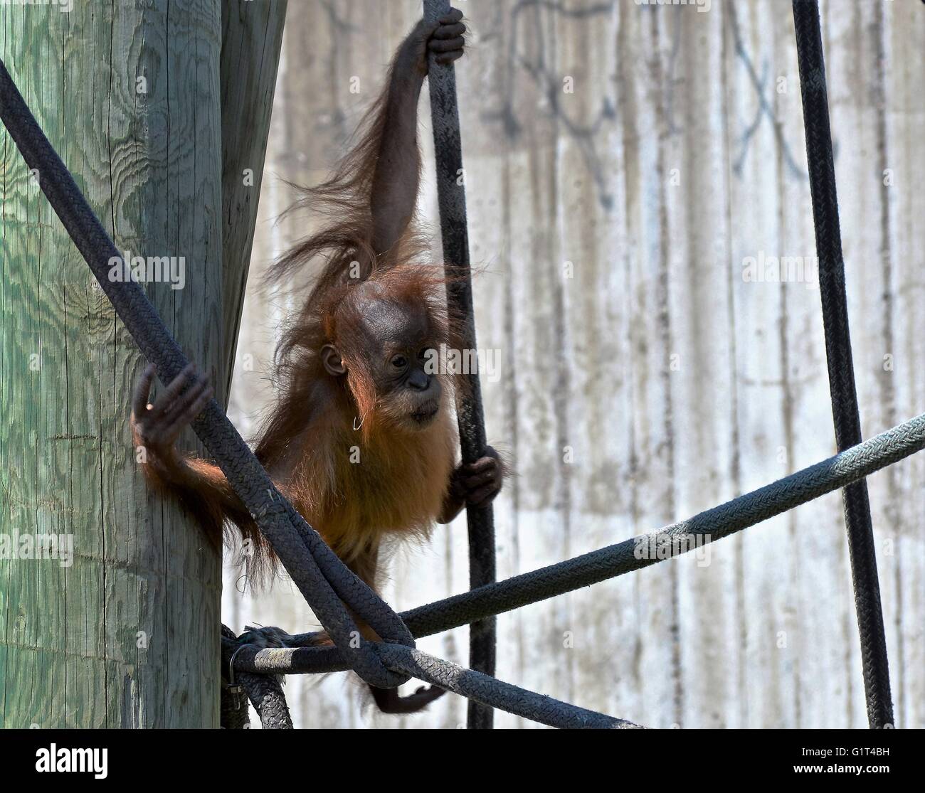 Orangutan del bambino Foto Stock