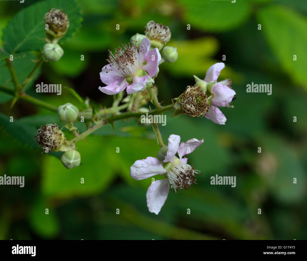 Rosa fiore Dewberry Foto Stock