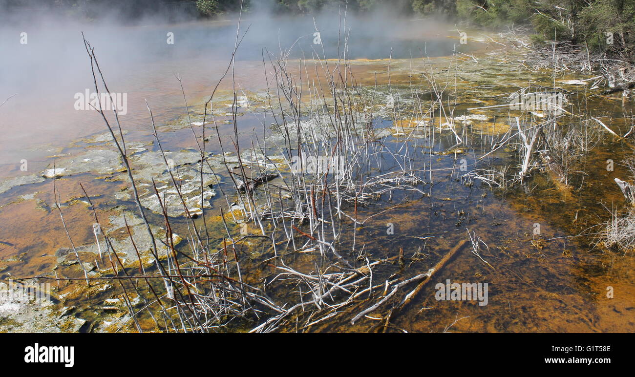 Alberi immersi in una piscina geotermica a Rotorua, Nuova Zelanda. La crescita di alghe è evidente mentre vapore aumenta in modo continuo Foto Stock