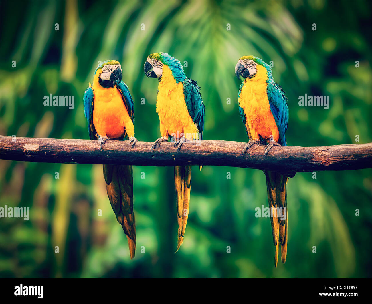 Blu-Giallo Macaw nella giungla Foto Stock