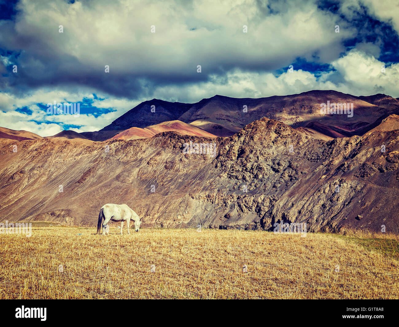 Cavallo al pascolo in Himalaya Foto Stock