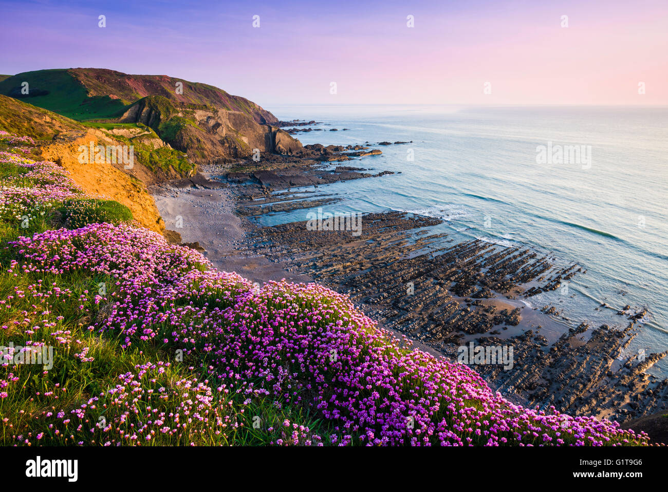 La parsimonia, altrimenti noto come mare rosa in fiore sulla fascia costiera in cima alla scogliera a Speke mulino della bocca, Hartland, North Devon, in Inghilterra. Foto Stock