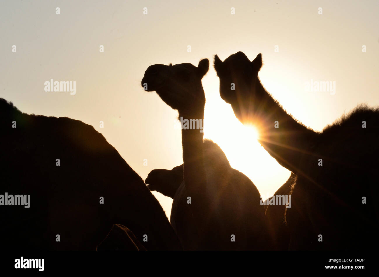 Silhouette di cammelli al tramonto nel deserto di Thar, Jaisalmer, Rajasthan Foto Stock