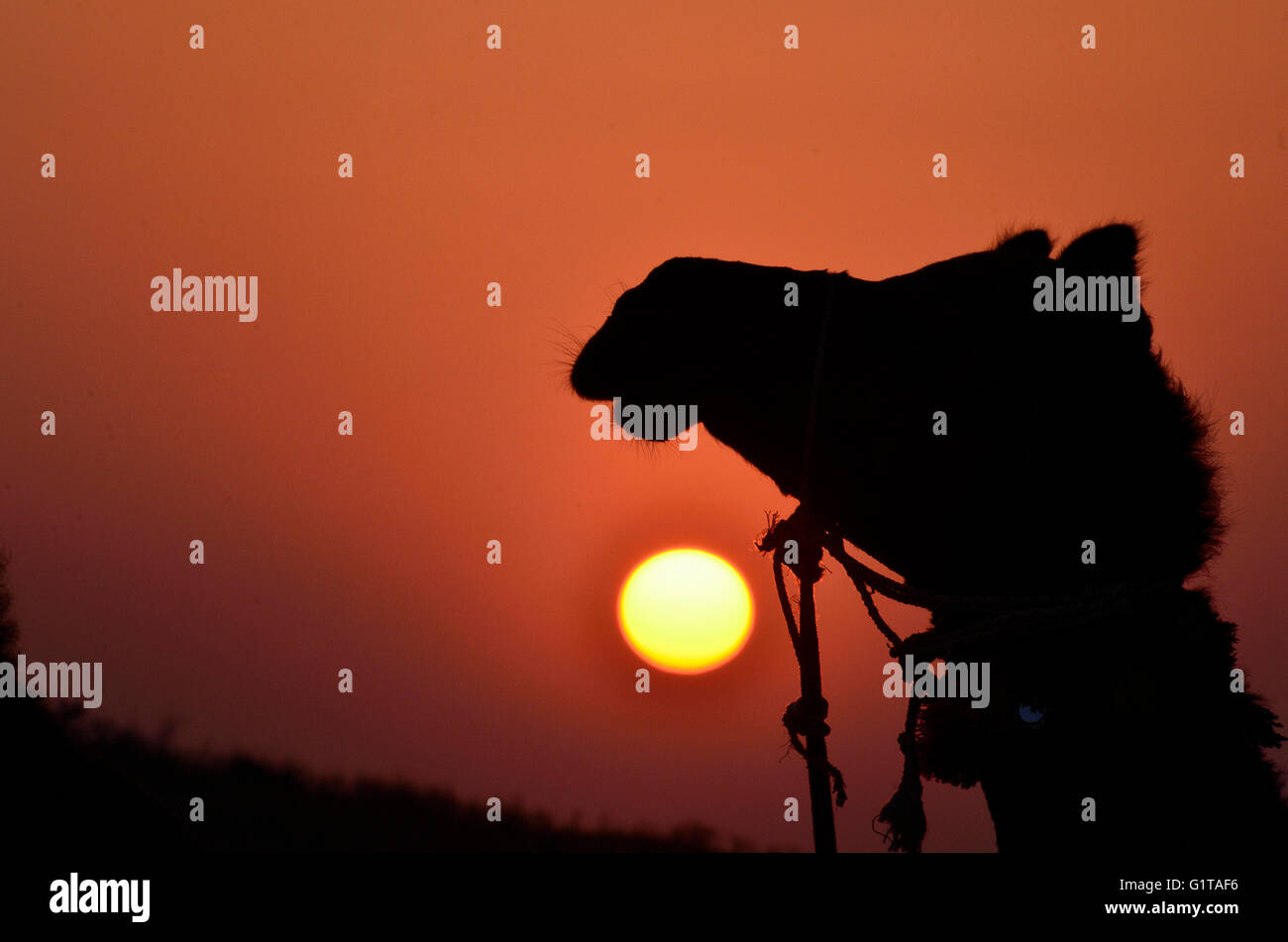 Silhouette di cammelli al tramonto nel deserto di Thar, Jaisalmer, Rajasthan Foto Stock