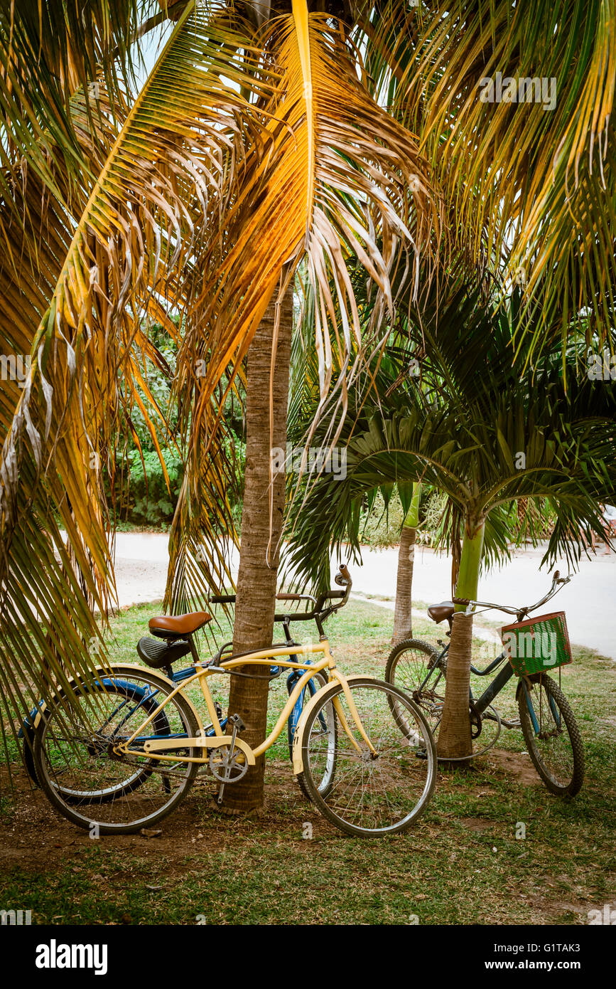 Tourist biciclette parcheggiate in Palm tree sul tempo d'estate. Pensare verde transport concept, eco-turismo. Foto Stock